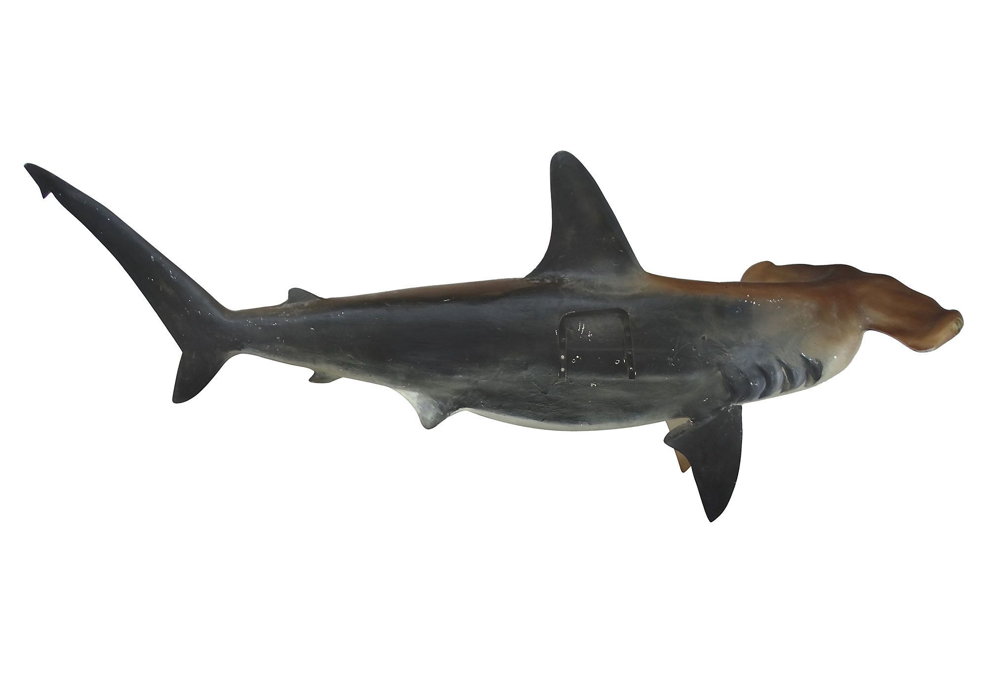 Full Size Taxidermy Hammerhead Shark Mount Modernism